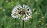 Logo LASS DEINE SEELE IN MEINER LIEBE TANZEN - Tanz- und Meditationsworkshop